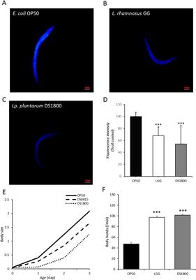 Potential probiotic Lactiplantibacillus plantarum DS1800 extends lifespan and enhances stress resistance in Caenorhabditis elegans model